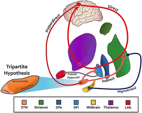 Frontiers | Non-motor Characterization of the Basal Ganglia: Evidence ...