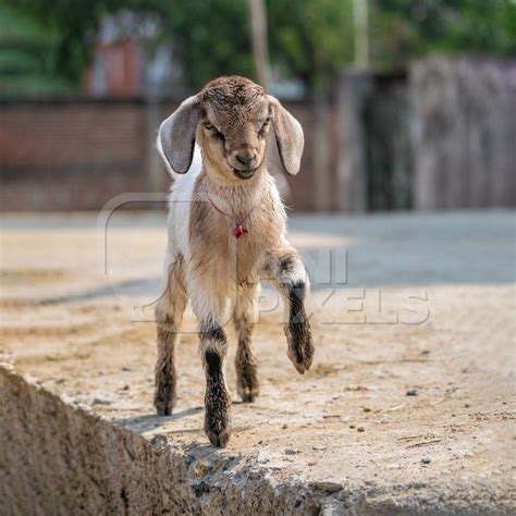 Cute brown baby goat in village in rural Bihar : Anipixels