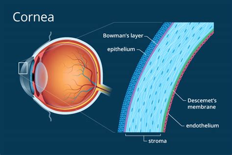 Cornea - Definition and Detailed Illustration