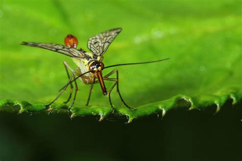 Scorpion Fly – wildlifemacro