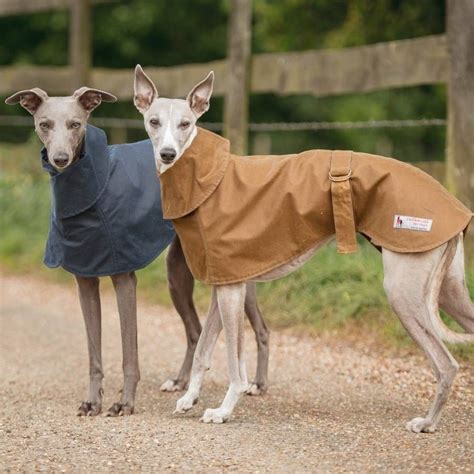 Whippet Coat With Wrap Collar | Whippet, Dog clothes patterns, Dog pet beds