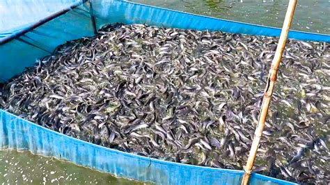 Hybrid Magur Fish Harvesting Process || Hybrid Magur Fish Farming Business In Asia - YouTube