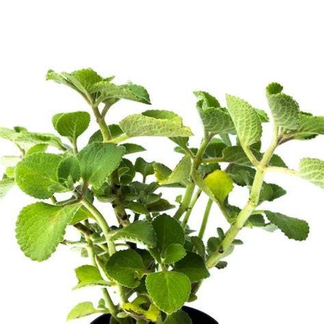 Buy Ajwain Herb (Medicinal) Plant 2021 | Plants Nursery Bangalore