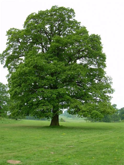 PlantFiles Pictures: English Oak, Truffle Oak, Pedunculate Oak (Quercus robur) by DMersh