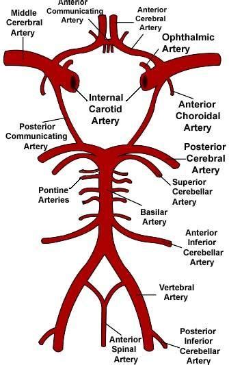 Circle of Willis Gross Anatomy, Brain Anatomy, Human Anatomy And ...