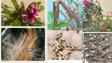 How to Harvest Adenium Seeds From Plants/The Perfect and Right Way of Potting Adenium Seeds ...