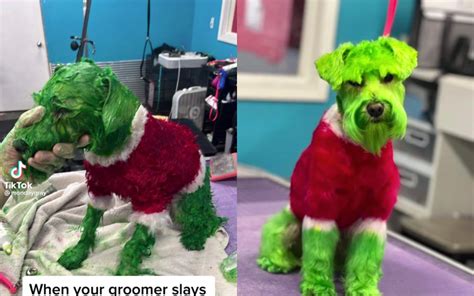 Dog owner defends dyeing pet's fur to resemble 'The Grinch' for ...