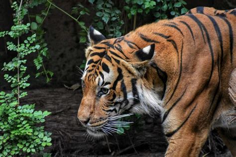 Malayan Tiger’s Population Is Plummeting