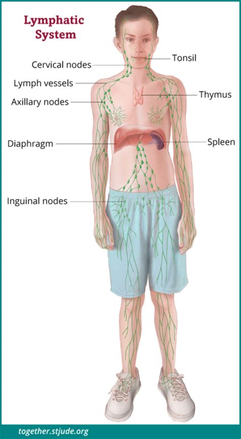 How To Diagnose Non Hodgkins Lymphoma - Theatrecouple12