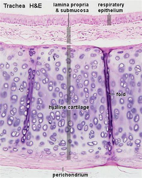 Larynx Histology