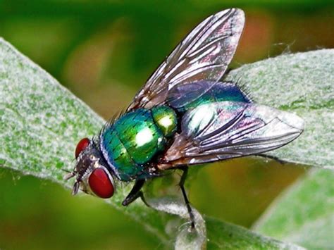 Green bottle fly (Lucilia sericata) | Green bottle fly (Luci… | Flickr