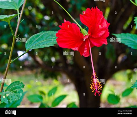 Indian china rose hi-res stock photography and images - Alamy