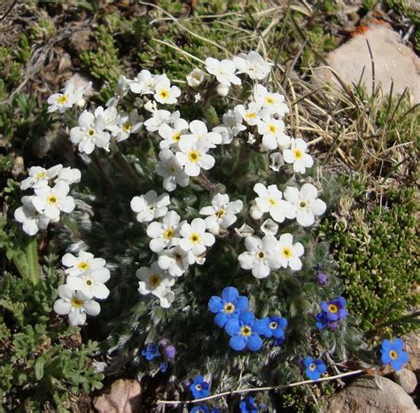 Eritrichium aretioides 'Album' | North American Rock Garden Society