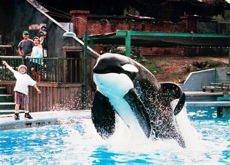 Pin by Red Ninja Life on Never forget free willy keiko | Orca, Killer whales, Keiko orca