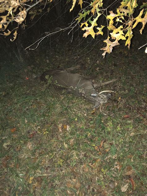 First Buck with a Bow. 20 yards, Recurve-instinctive : r/bowhunting