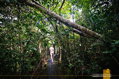 BOHOL | The Philippine Tarsier & Wildlife Sanctuary - Lakad Pilipinas