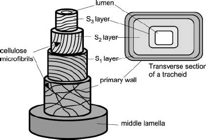 Three-dimensional structure of the secondary cell wall of a tracheid... | Download Scientific ...