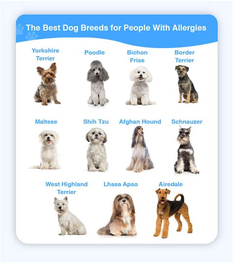 The Best Dog Breed for Allergies | Puppy Hero