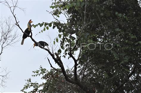 BURUNG RANGKONG SULAWESI | ANTARA Foto