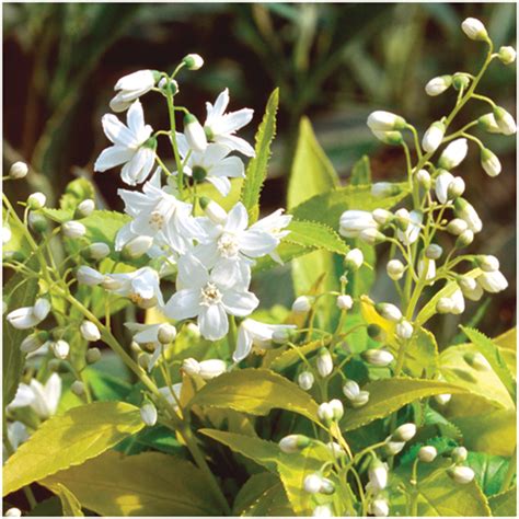 Chardonnay Pearls® Deutzia | Plant Addicts