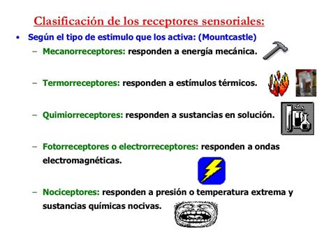 Clasificación de los receptores sensoriales: • Según el tipo de estimulo que… | Fisiología ...