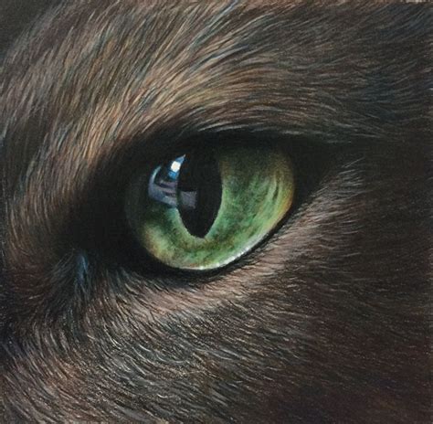 Niemr's Eye by Carole Rodrigue Colored Pencil realistic cat eye drawing ...