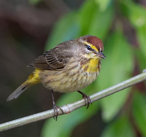 Palm Warbler - Owen Deutsch Photography