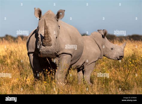 Rhinos botswana hi-res stock photography and images - Alamy