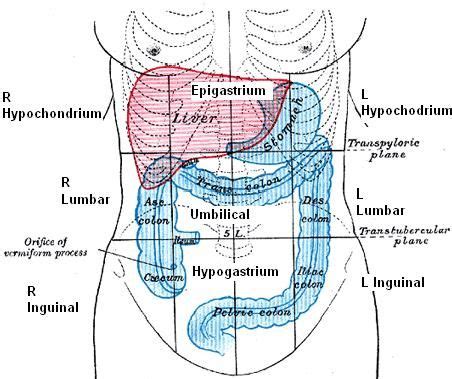 Epigastrium | Medical education, Nurse, Abdominal