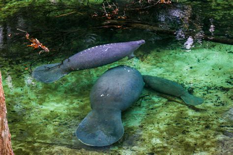 Snapshots: The Manatees of Blue Springs State Park — Miles 2 Go