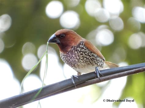 Scaly-breasted munia/ Spotted munia in the process of building a nest. – BillionNeuronsCurious