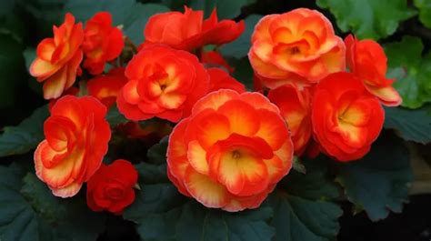 4 Of Begonias Types Photos, Pictures And Background Images For Free Download - Pngtree