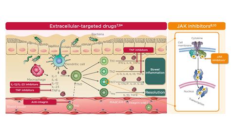 Methotrexate Mechanism Of Action Schematic