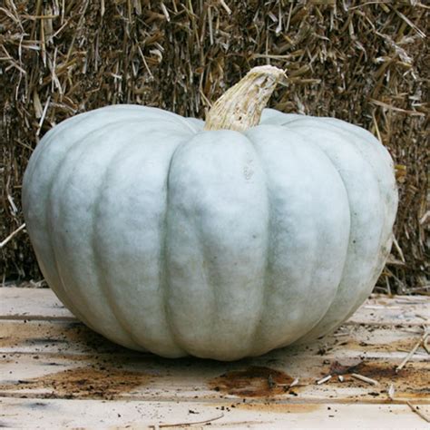 Blue Pumpkin Seeds | Pumpkin, Blue pumpkins, Jarrahdale pumpkin