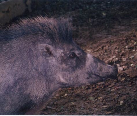 Visayan Warty Pig - Christians in Conservation PhilippinesChristians in Conservation Philippines