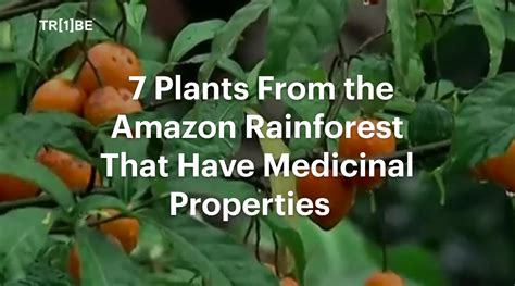 7 Plants From The Amazon Rainforest That Have Medicinal Properties ...