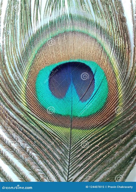 Peacock Feather, Close Up Detailed. Stock Image - Image of green, design: 124407815