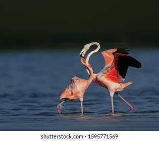 Beautiful Flamingo Habitat Stock Photo 1595771569 | Shutterstock