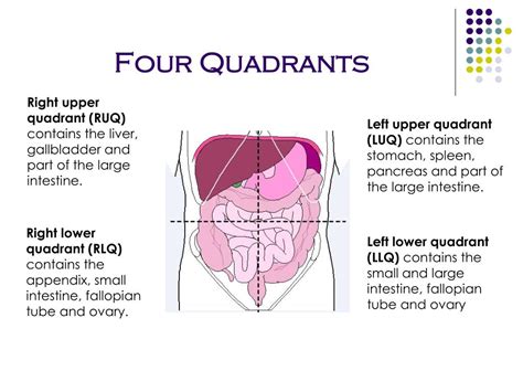 Lower Abdominal Anatomy Female Lower Left Abdominal Q - vrogue.co