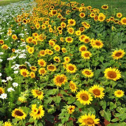 Dwarf Sunflower - 5 Seeds (Helianthus annuus hybrids) | Seeds and Plants