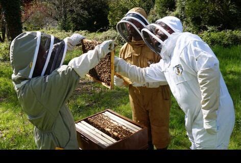 Beekeeper Training – Weybridge Beekeepers