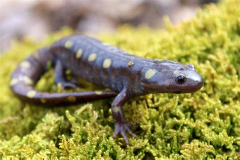 Competing Evolutionary Forces Drive Rapid Evolution of Salamander Coloration