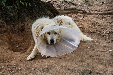 Female Dog Spayed Recovery: Tips for a Smooth Post-Op