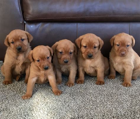 Red English Labrador Puppies - Goldenacresdogs.com