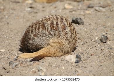 Sleeping Meerkat Zoo Stock Photo 1395582470 | Shutterstock