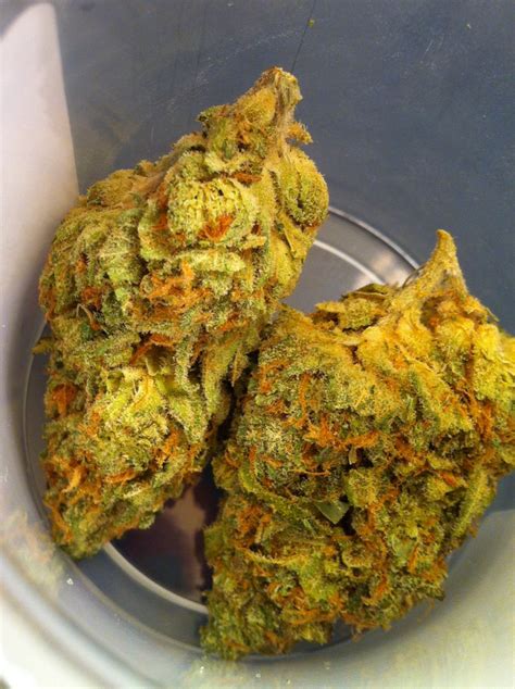 Girl Scout Cookies strain