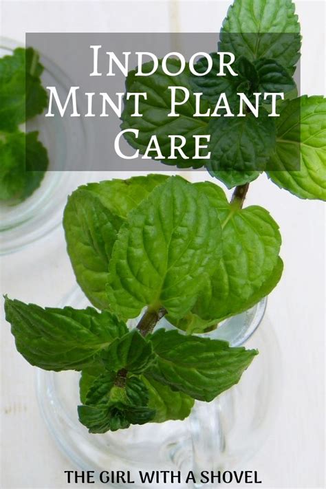 Indoor Mint Plant Care for Year-round Mint! | Mint plant care, Growing mint indoors, Mint plants