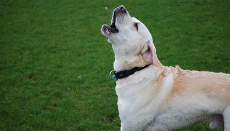 The Different Types of Dog Barking and Their Meanings