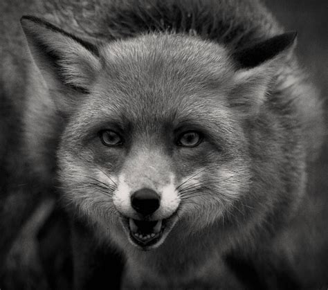 Black and White, fox,face,mammal,beautiful photography black and white ...