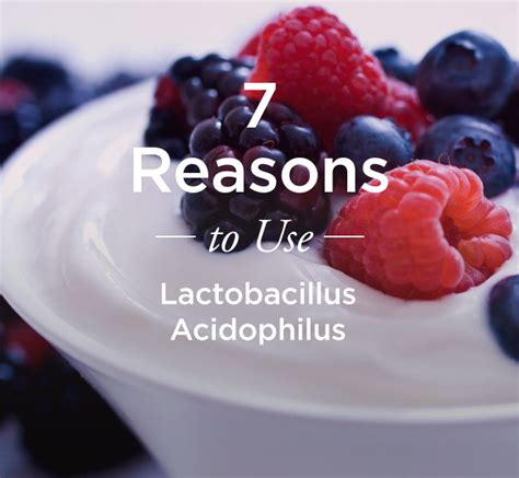 What Is Lactobacillus Acidophilus